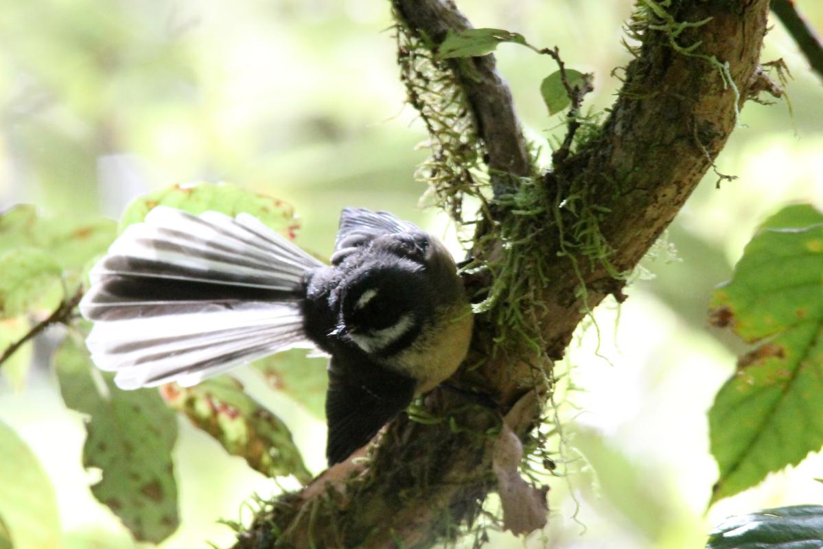 New Zealand Fantail (Rhipidura fuliginosa), Te Anau Milford Highway, New Zealand, 2014-03-06 New Zealand Fantail (Rhipidura fuliginosa)